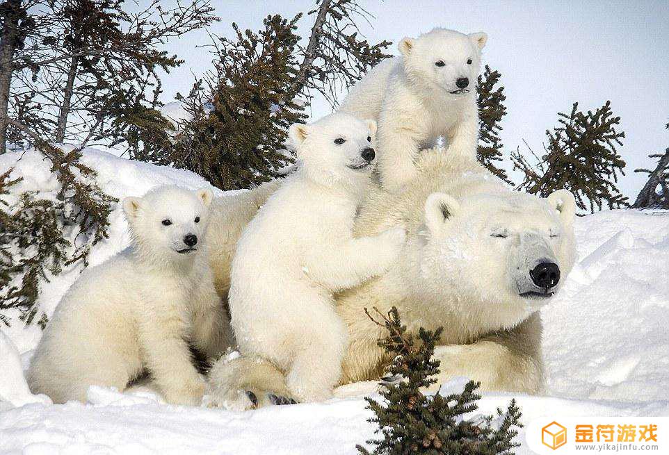北极熊南极企鹅 为什么南极没有北极熊北极没有企鹅