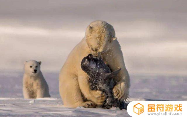 北极熊生活南极北极 北极熊在南极生活