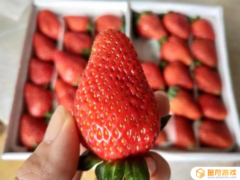 草莓所有品种 草莓所有品种图片大全