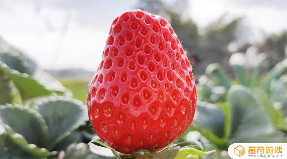草莓所有品种 草莓所有品种图片大全