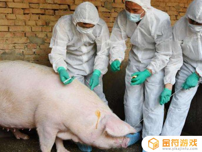 怎么防治非洲猪瘟病毒 猪瘟怎样预防措施