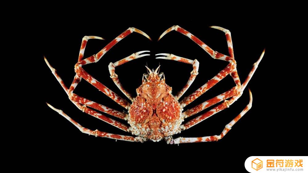 世界上最大螃蟹 世界上最大螃蟹的图片