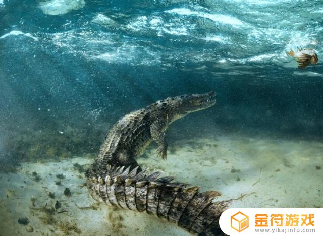 世界上最大的鳄鱼王 世界上最大的鳄鱼王图片