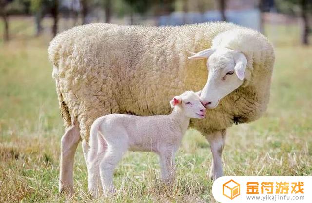 山羊和什么羊可以杂交 山羊和什么羊可以杂交繁殖