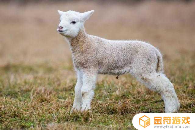 山羊和什么羊可以杂交 山羊和什么羊可以杂交繁殖