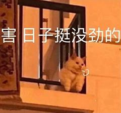 小猫抖音要不行(小猫咪抖音)