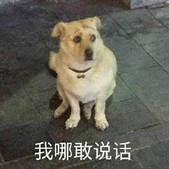 小猫抖音要不行(小猫咪抖音)