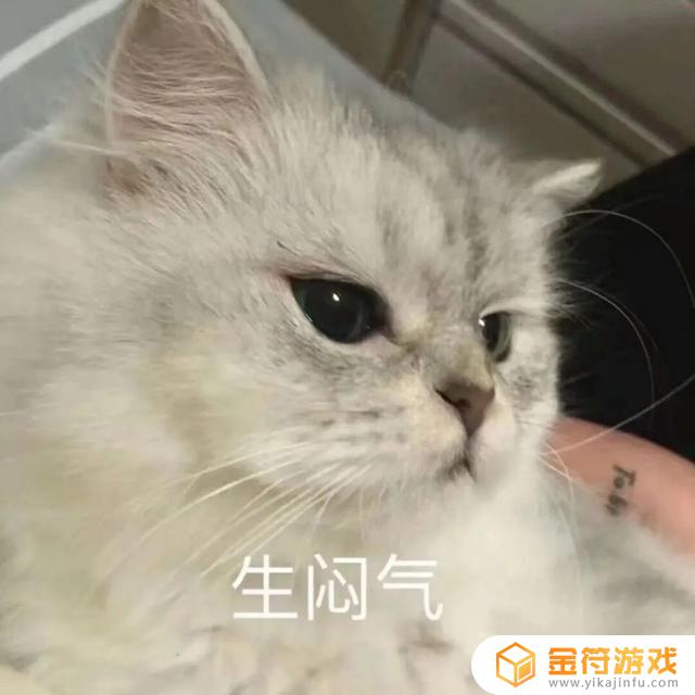 小猫抖音要不行(小猫咪抖音)