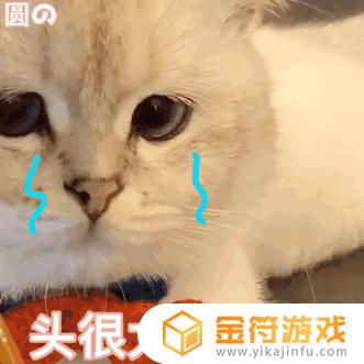 小猫抖音要不行(小猫咪抖音)