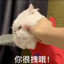 小猫抖音要不行(小猫咪抖音)