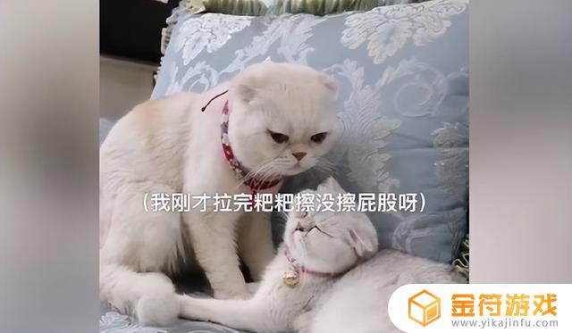 小猫我啊抖音新配音