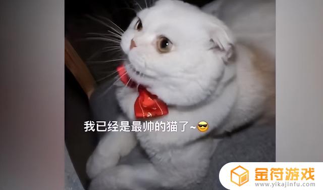 小猫我啊抖音新配音