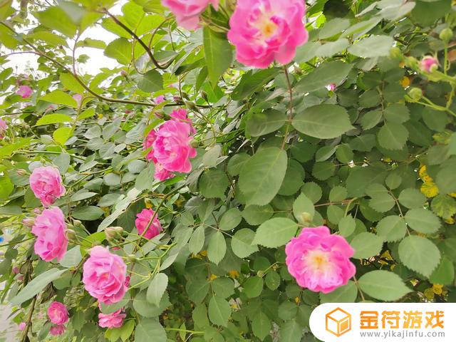 抖音芒果斗地主怎么用电脑玩(芒果斗地主怎么在抖音直播)